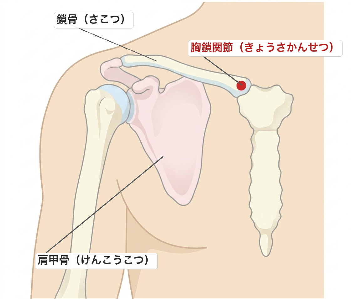 肩甲骨・鎖骨・胸鎖関節の位置がわかる解剖図