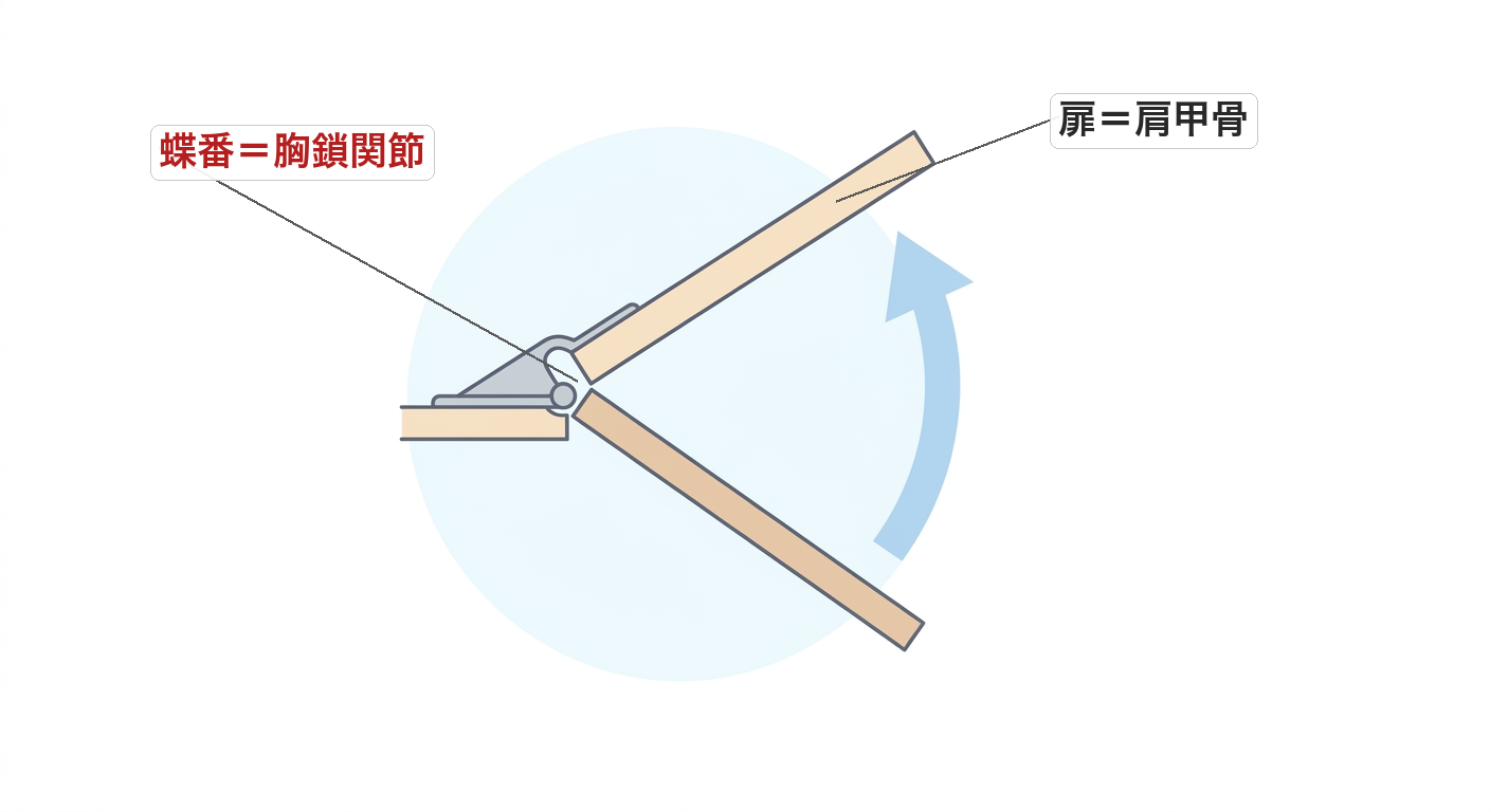 胸鎖関節を蝶番、肩甲骨を扉にたとえたイメージ図
