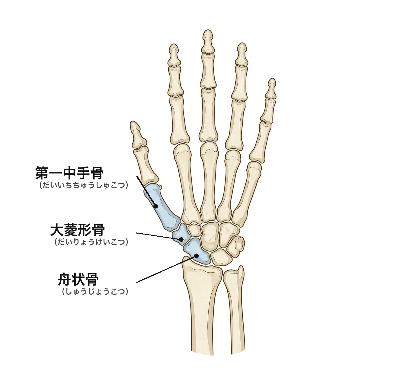 舟状骨・大菱形骨・第一中手骨の位置を示す手の骨の図