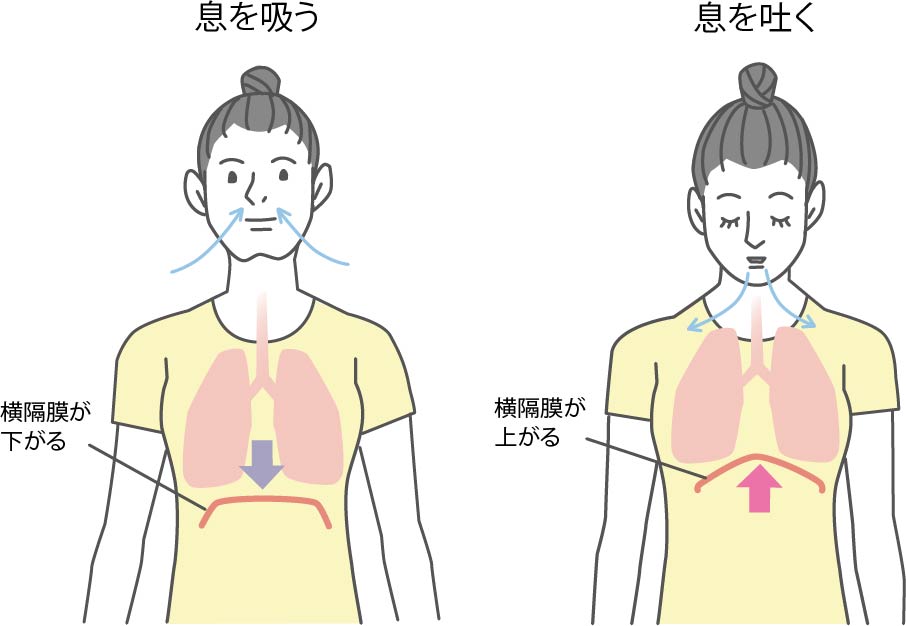 深呼吸で横隔膜が動く図