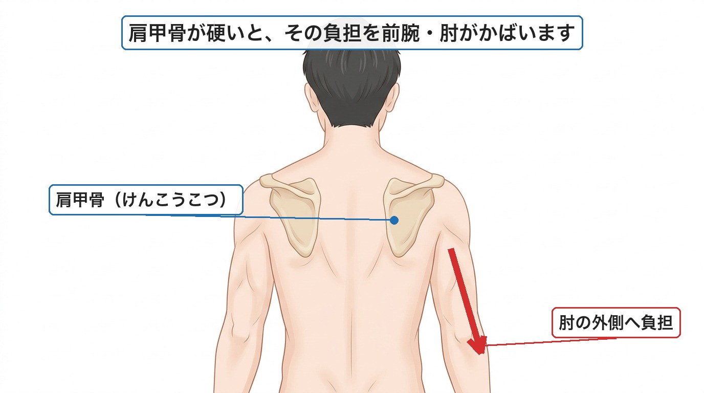 肩甲骨が硬いと負担が前腕・肘に流れることを示す概念図