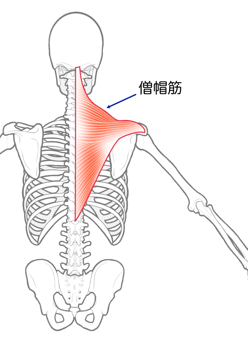 首から肩にかけて広がる僧帽筋の位置を示した解剖図