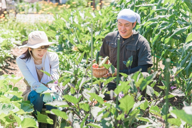 家庭菜園で夏野菜を収穫する様子