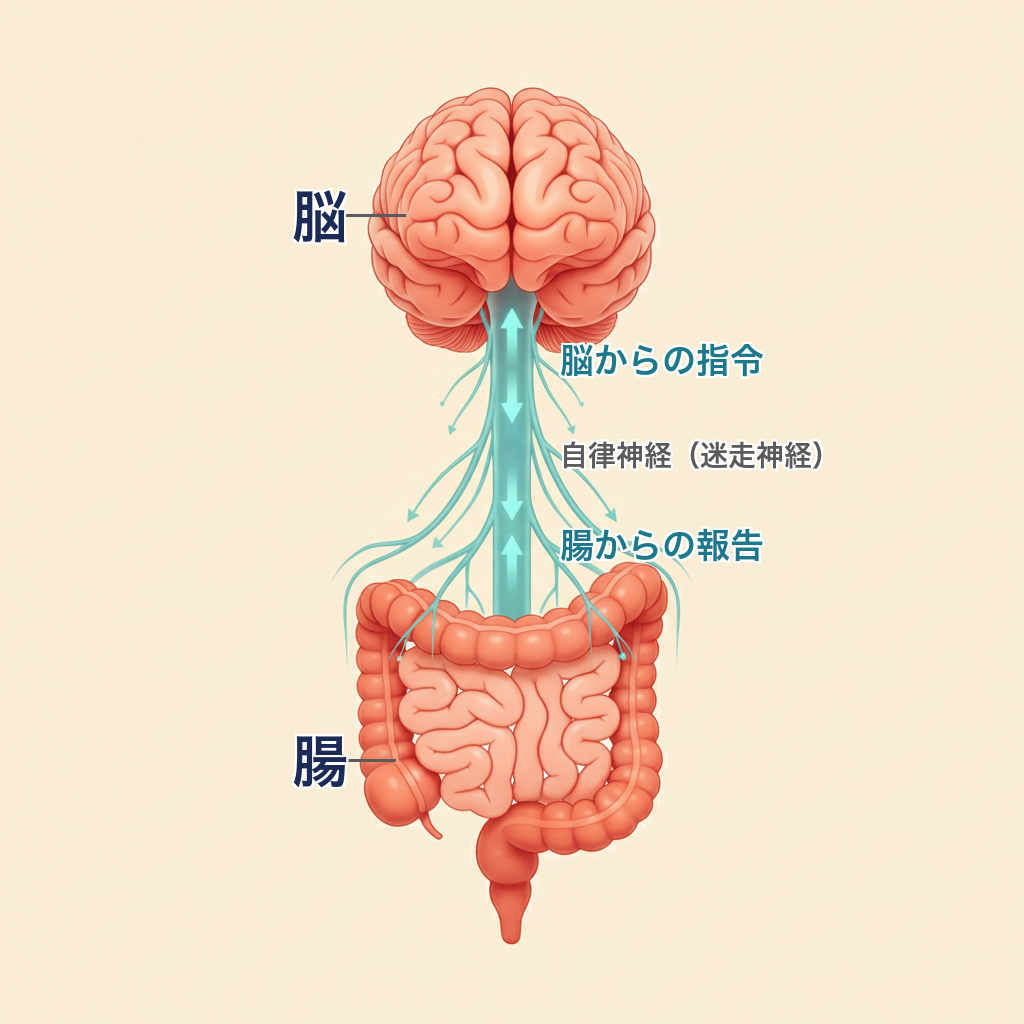 脳と腸が自律神経でつながり双方向にやりとりする脳腸相関の図