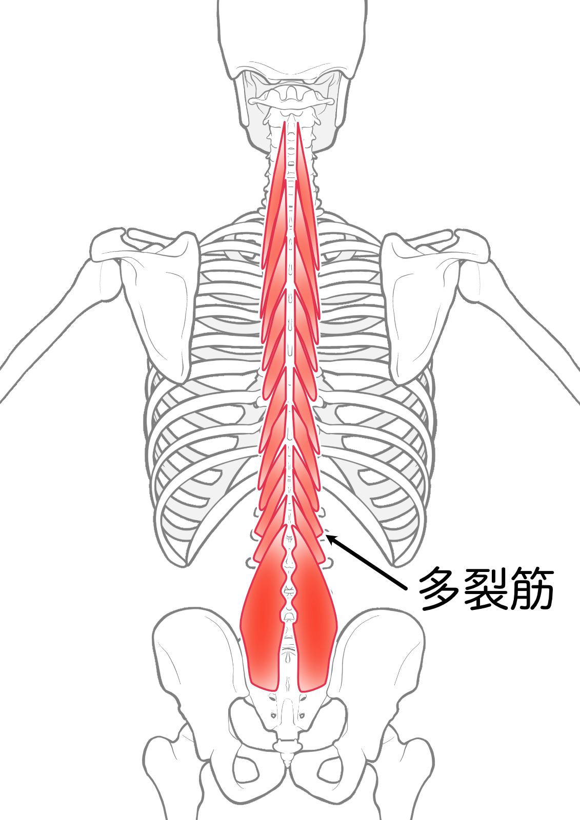 背骨のすぐ近くに沿って腰から骨盤までついている多裂筋の位置を示した図