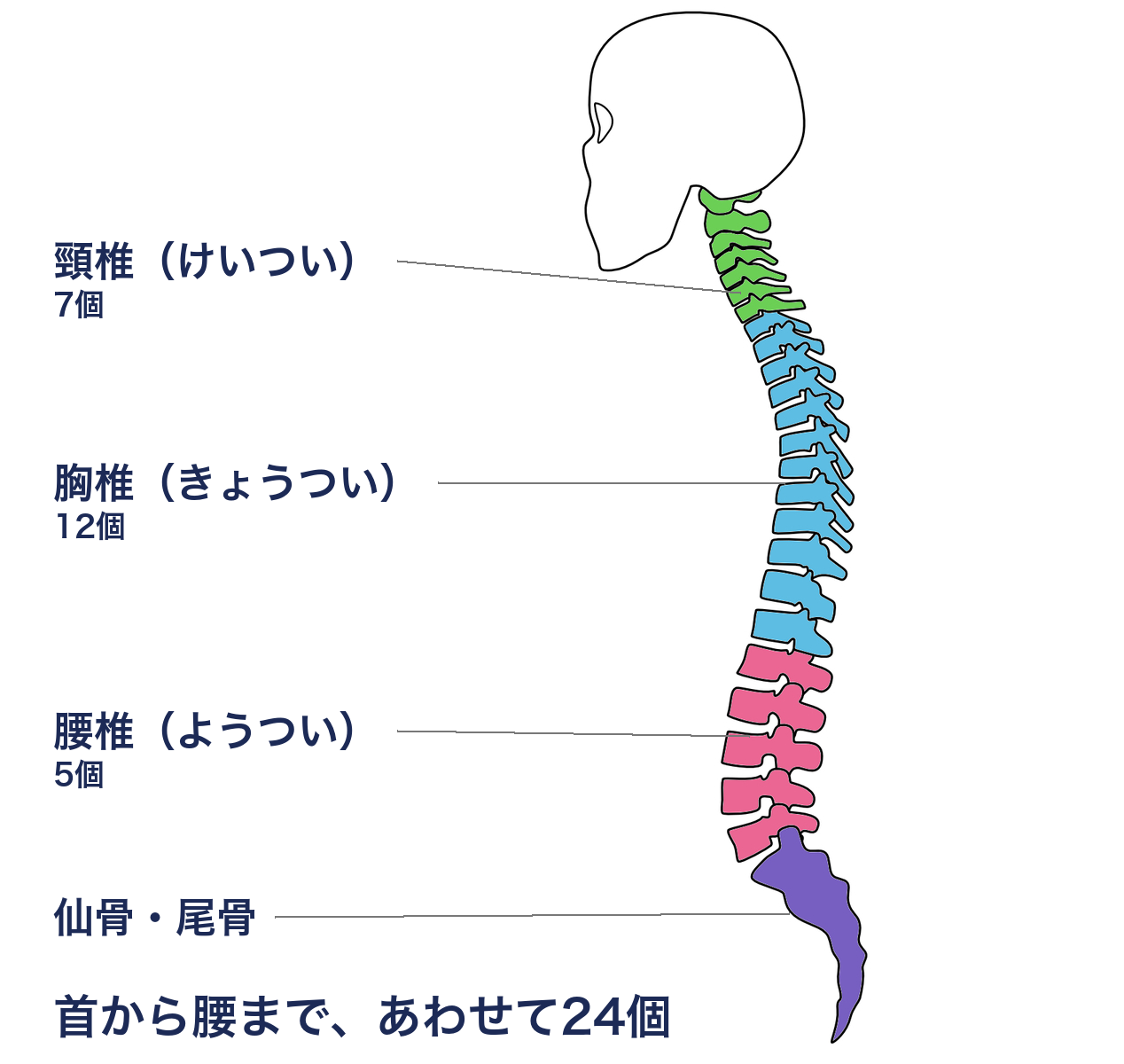 背骨は頸椎7個・胸椎12個・腰椎5個の24個が積み重なっている図