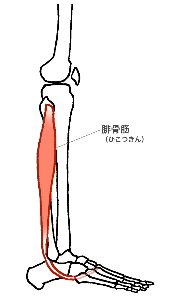 すねの外側にある腓骨筋(ひこつきん)の位置を示す解剖図