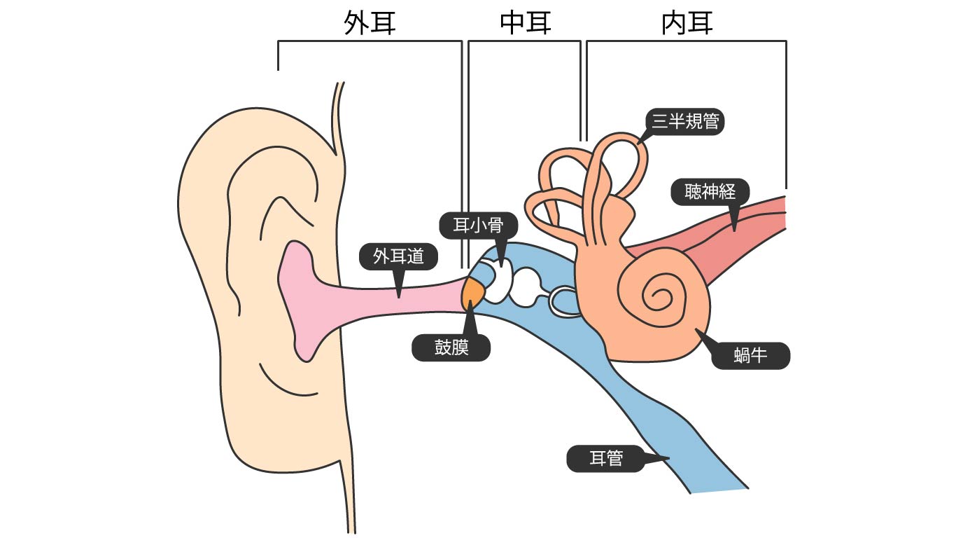 耳の構造(内耳)の解剖図