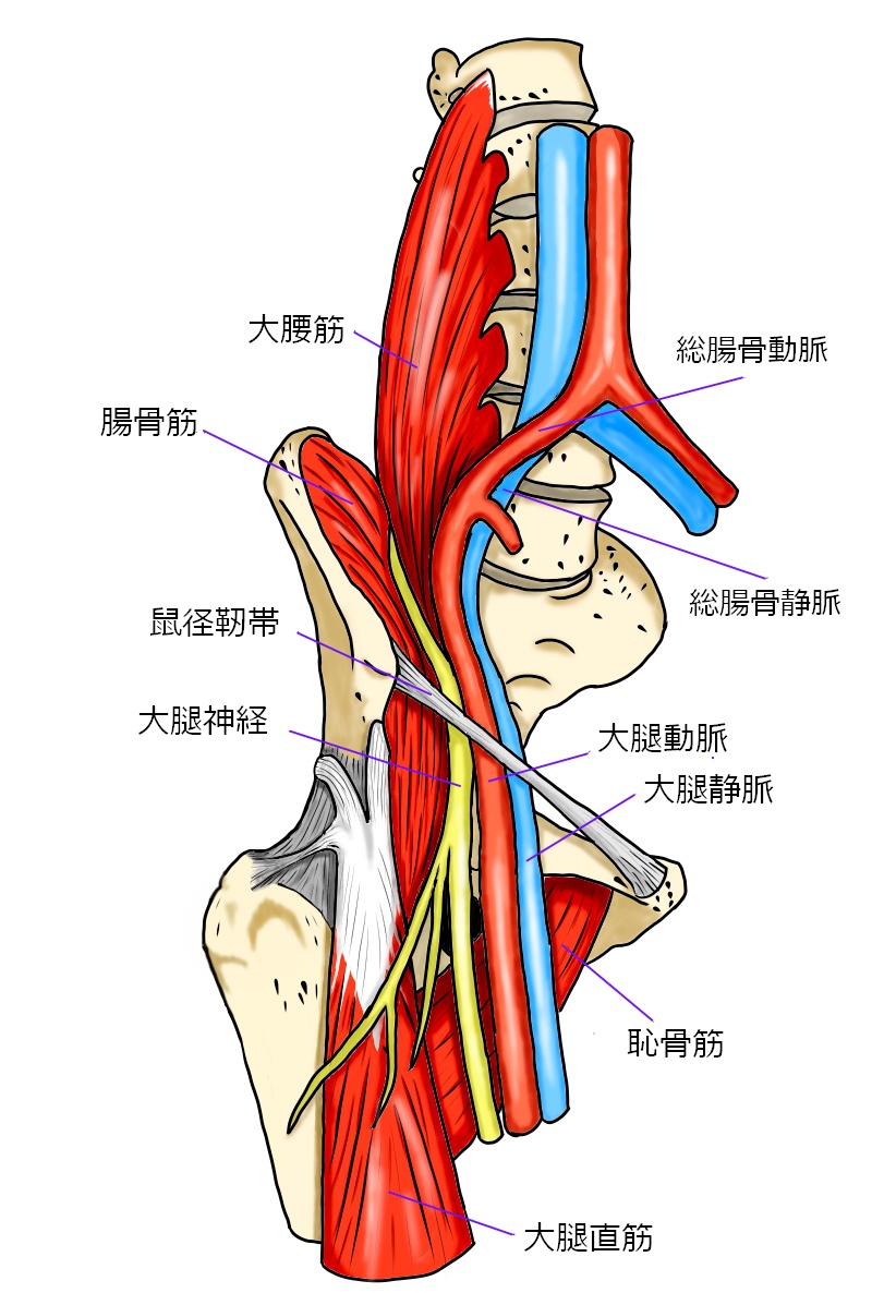 足の付け根（鼠径部）を通る大腿動脈・大腿静脈・大腿神経の解剖図