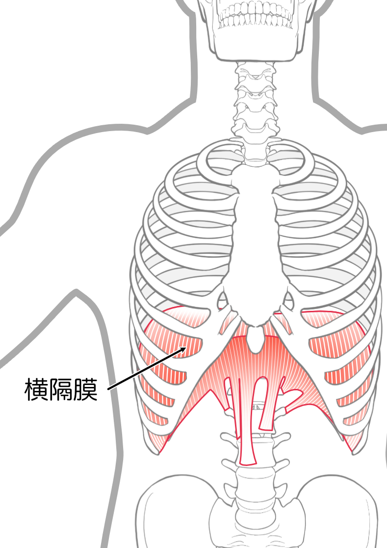 肺の下にドーム状に広がる横隔膜の解剖図