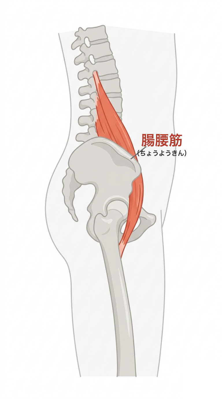 腸腰筋(ちょうようきん)の位置がわかる解剖図。背骨から骨盤の前を通って太ももの骨につく