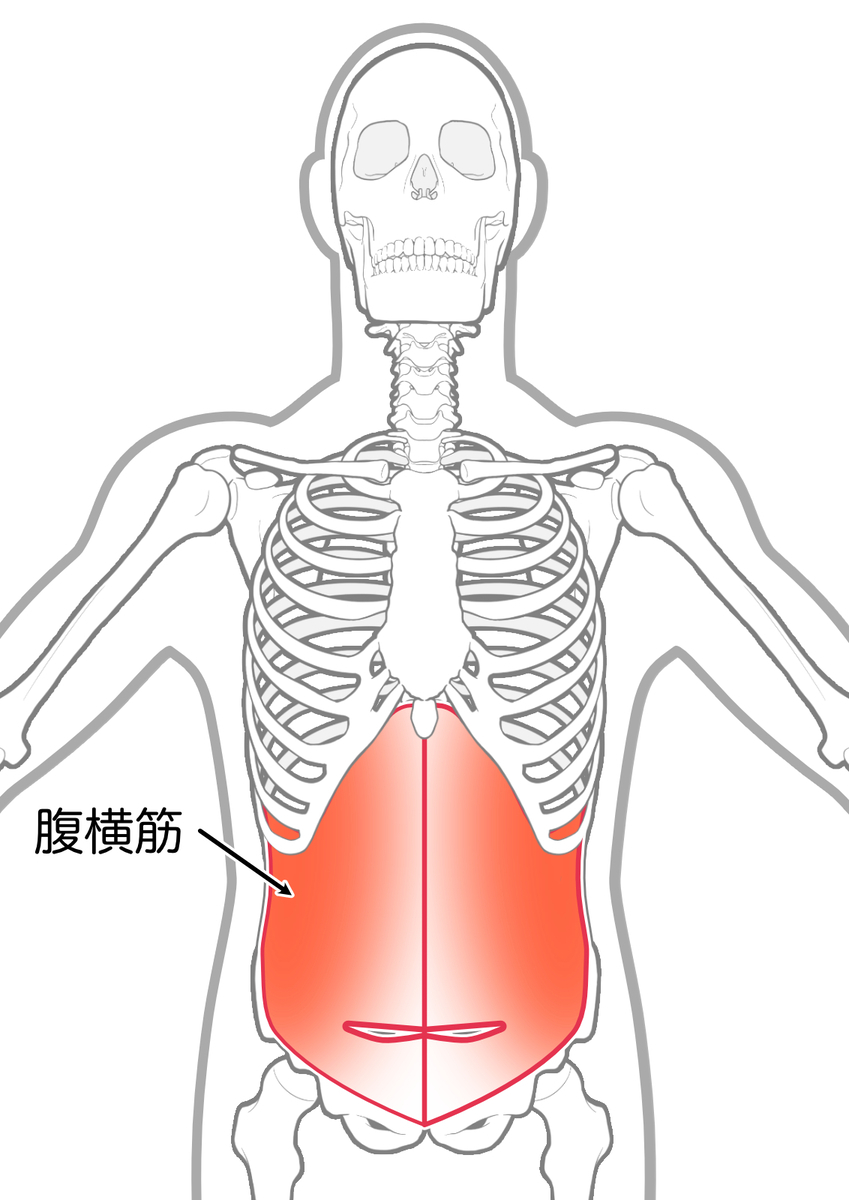コルセットの役割をする腹横筋の解剖図