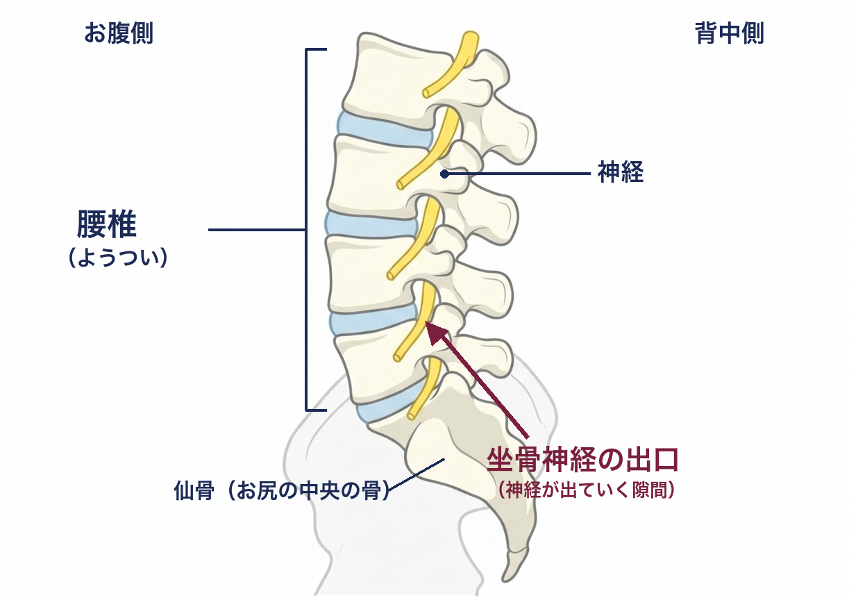 腰椎の側面図。神経が出ていく隙間を矢印で示す