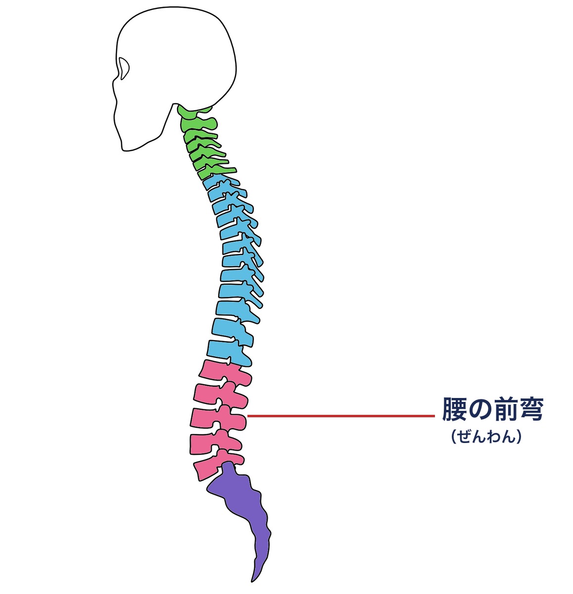 腰の前弯(背骨を横から見た図)